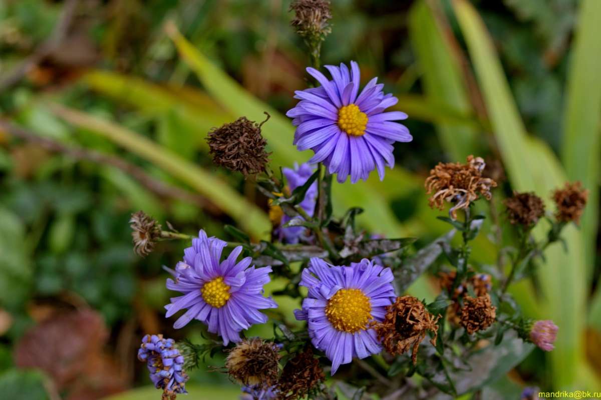 ������� ������� ����� (2) ����� Aleksandr Mandrika �� PhotoGeek.ru #������ ��� �������