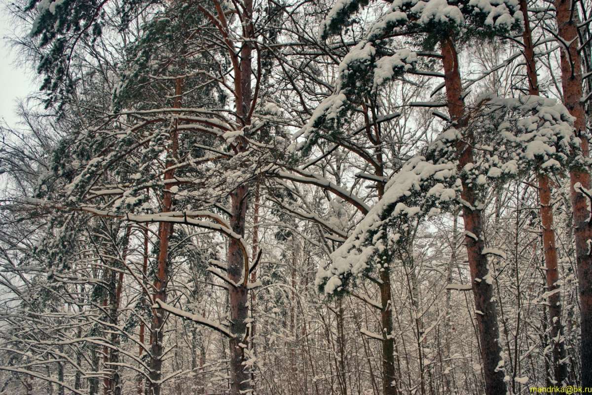 Сосны в снегу / Сосны в снегу / Фотография на PhotoGeek.ru