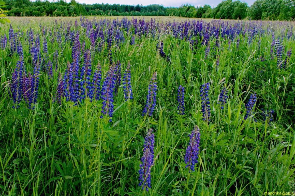 ����� ������ ����� Aleksandr Mandrika �� PhotoGeek.ru #������ ��� �������