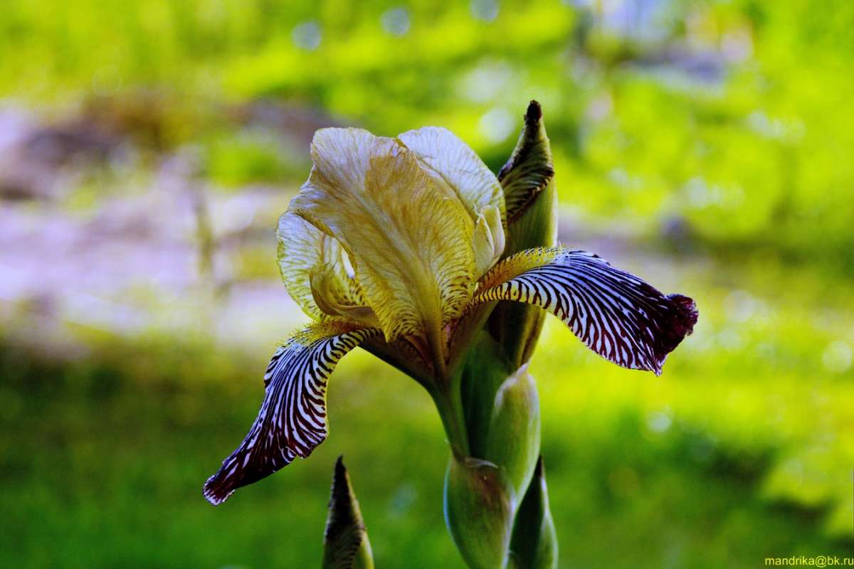 ���� (���������) ����� Aleksandr Mandrika �� PhotoGeek.ru #������ ��� �������