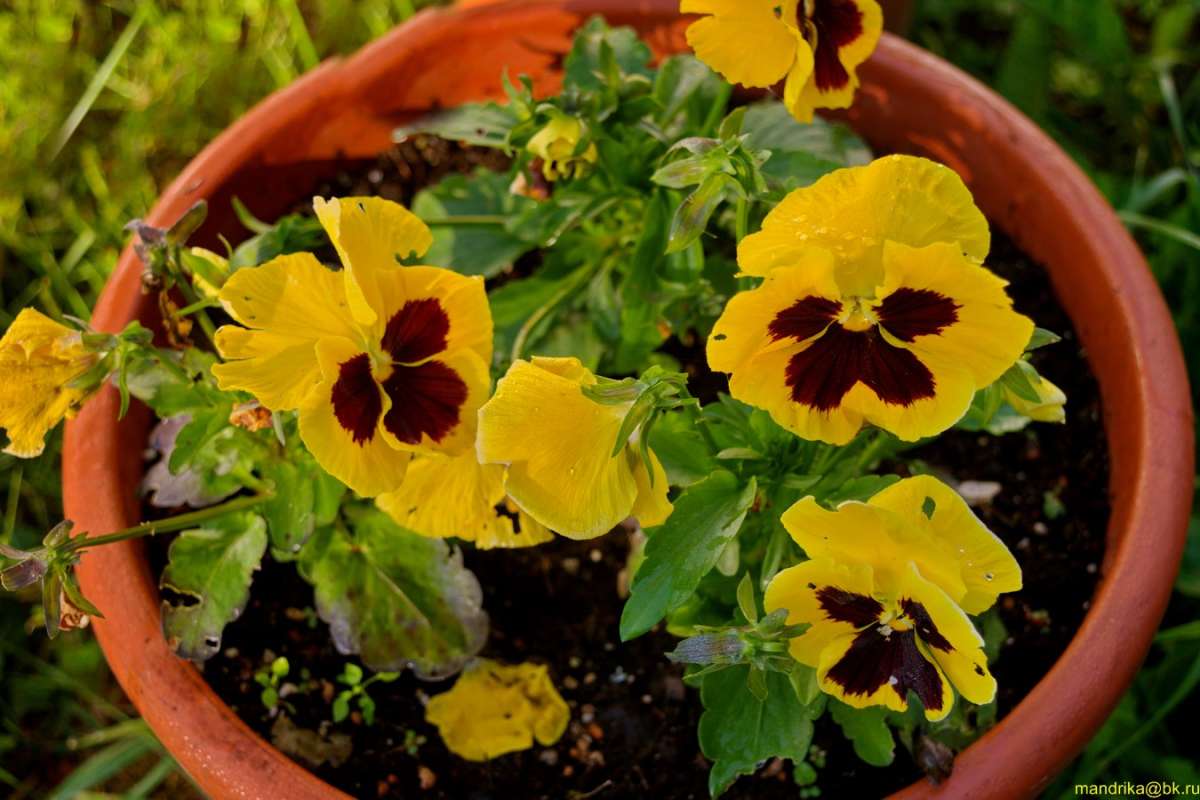 �����, (������� ������) ����� Aleksandr Mandrika �� PhotoGeek.ru #������ ��� �������