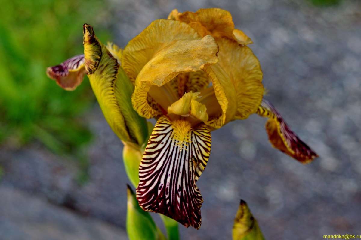 ��������� ���� ����� Aleksandr Mandrika �� PhotoGeek.ru #������ ��� �������