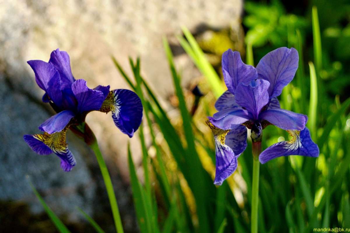 ���� ��������� ����� Aleksandr Mandrika �� PhotoGeek.ru #������ ��� �������