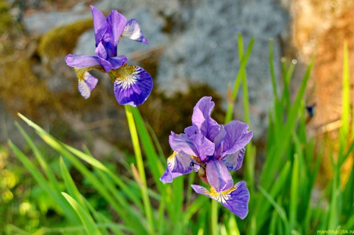 ���� ���������� ����� Aleksandr Mandrika �� PhotoGeek.ru #������ ��� �������