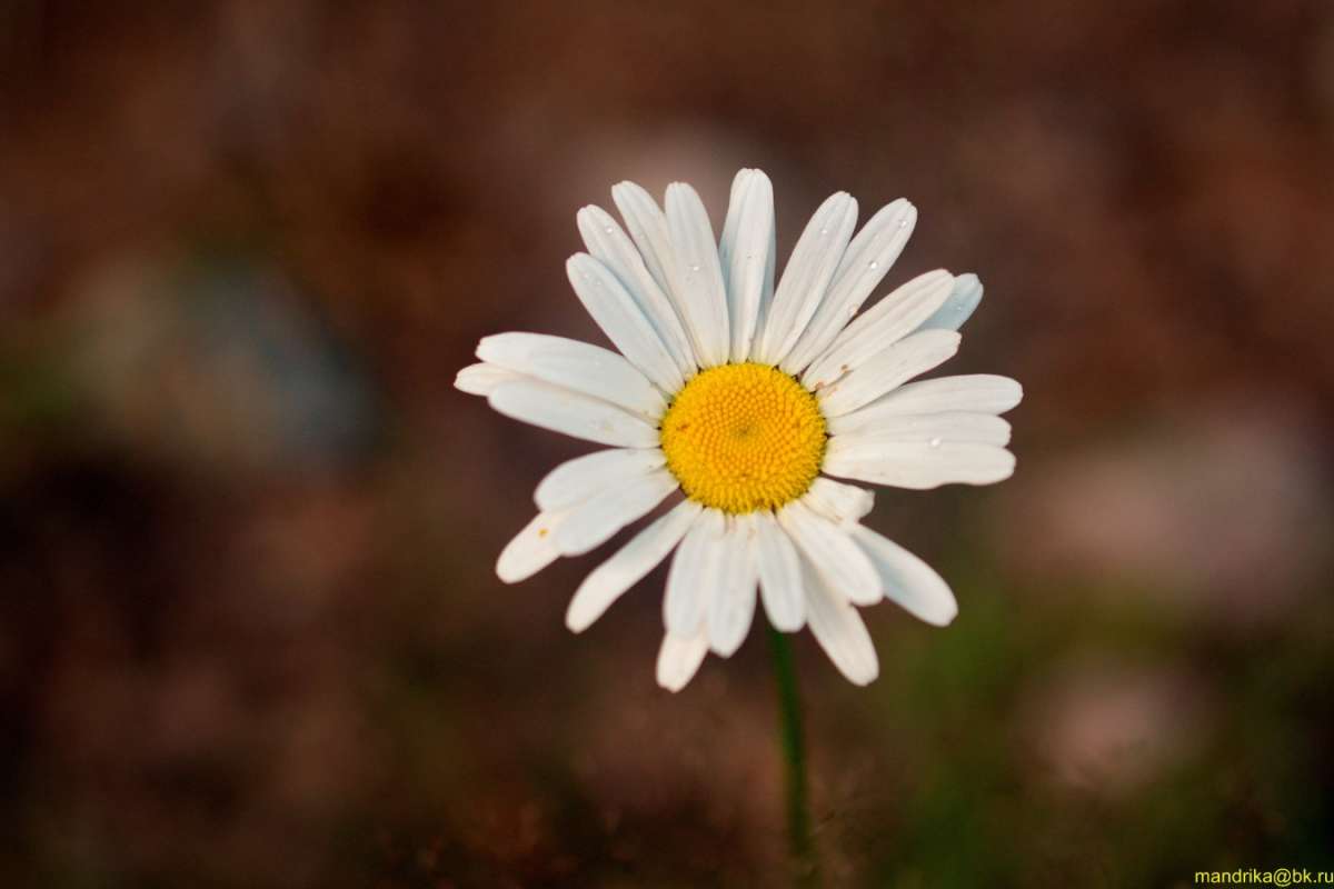   Aleksandr Mandrika  PhotoGeek.ru #  