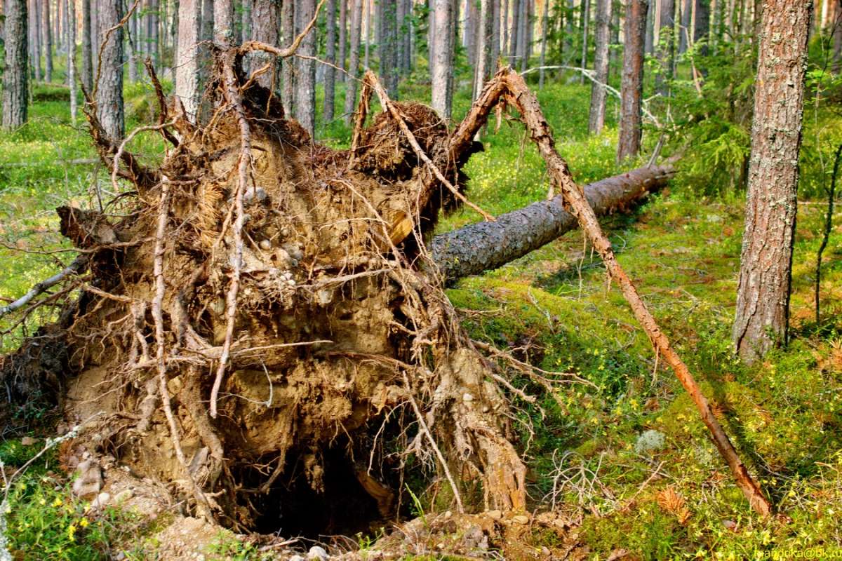 ����������� ����� ����� Aleksandr Mandrika �� PhotoGeek.ru #������ ��� �������