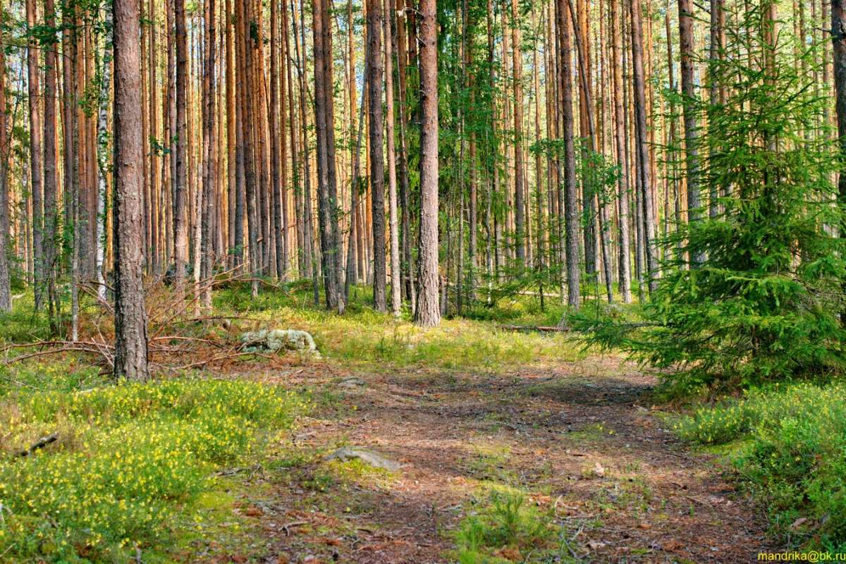 ������ � ���� ����� Aleksandr Mandrika �� PhotoGeek.ru #������ ��� �������