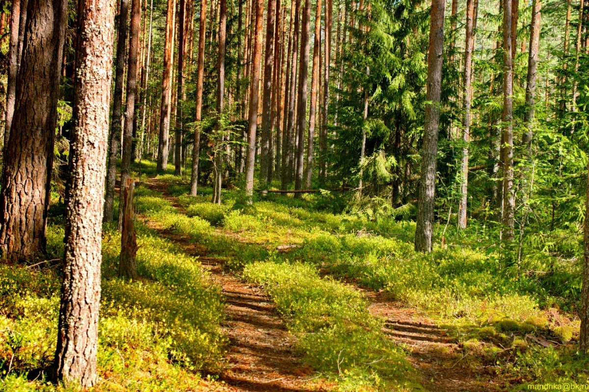 ������ � ���� ����� Aleksandr Mandrika �� PhotoGeek.ru #������ ��� �������