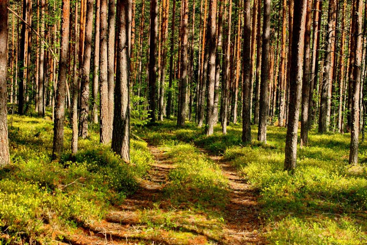 ������ ������ (7) ����� Aleksandr Mandrika �� PhotoGeek.ru #������ ��� �������