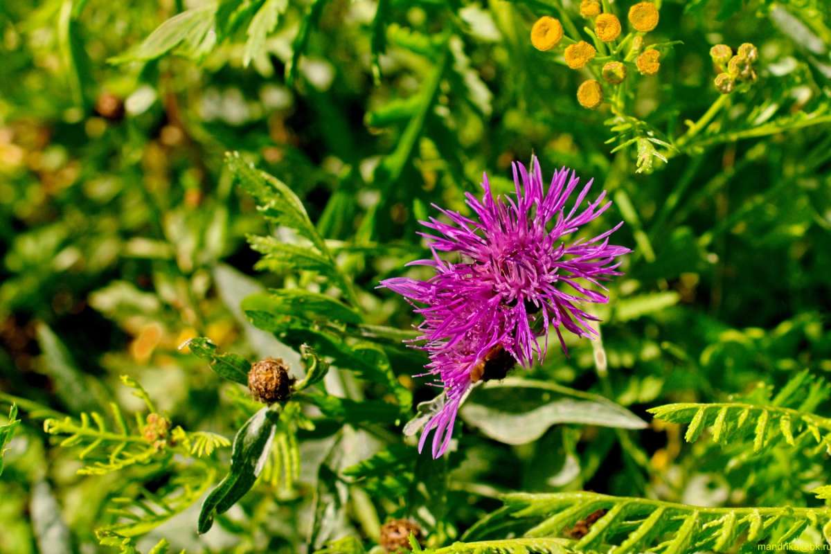 ������ ������� ����� Aleksandr Mandrika �� PhotoGeek.ru #������ ��� �������