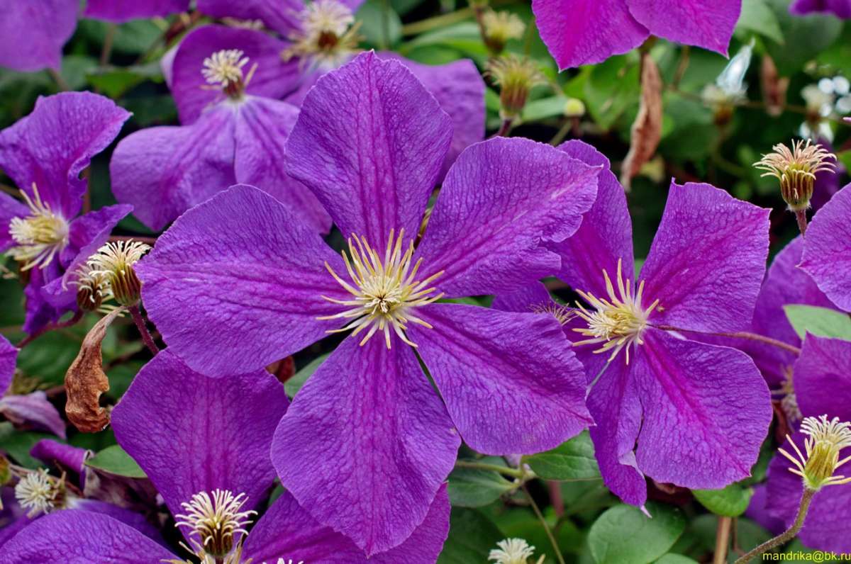 ���������� ����� (1) ����� Aleksandr Mandrika �� PhotoGeek.ru #������ ��� �������