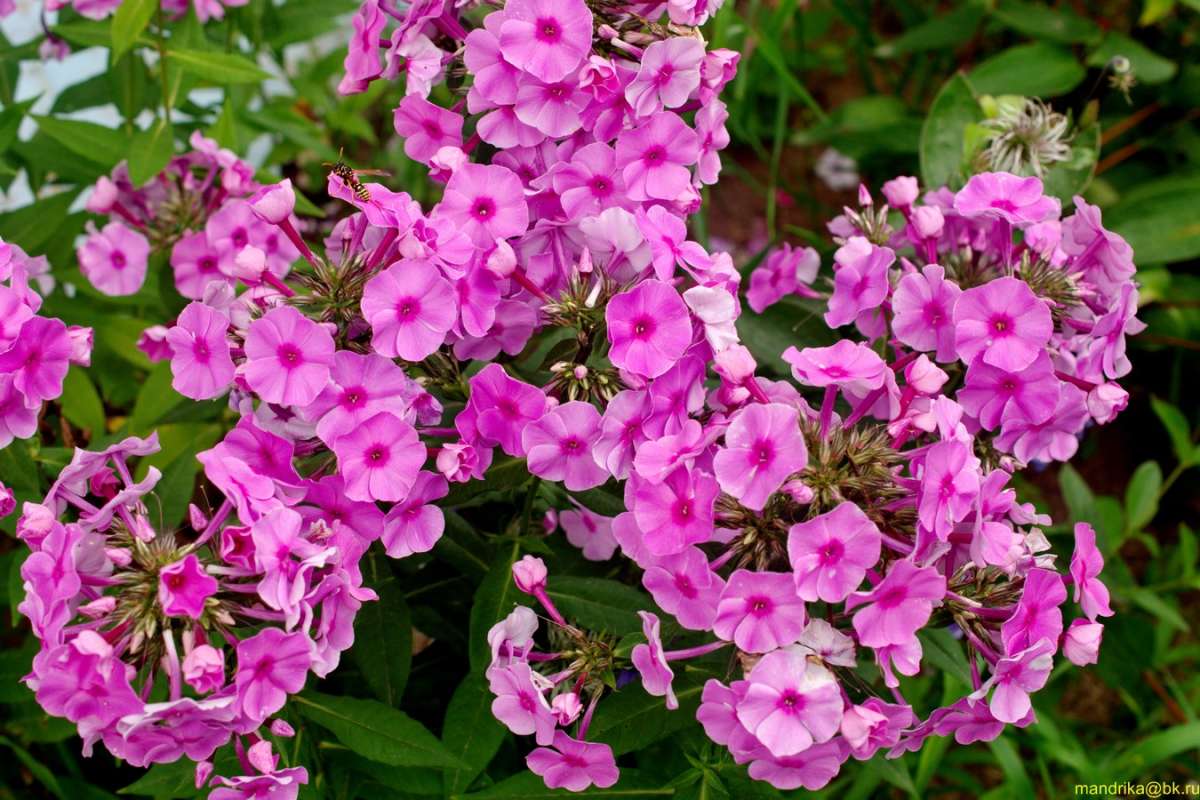 ������. ����� Aleksandr Mandrika �� PhotoGeek.ru #������ ��� �������