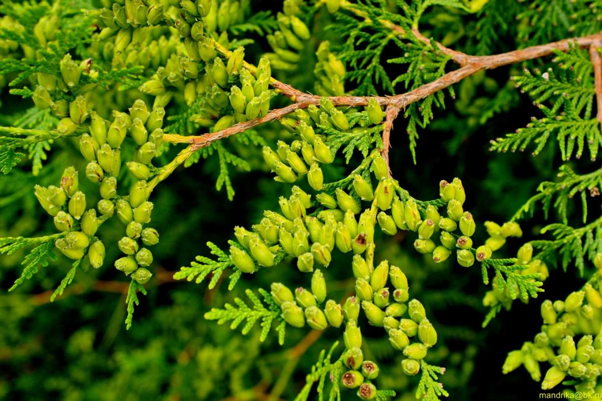 ���. ����� Aleksandr Mandrika �� PhotoGeek.ru #������ ��� �������