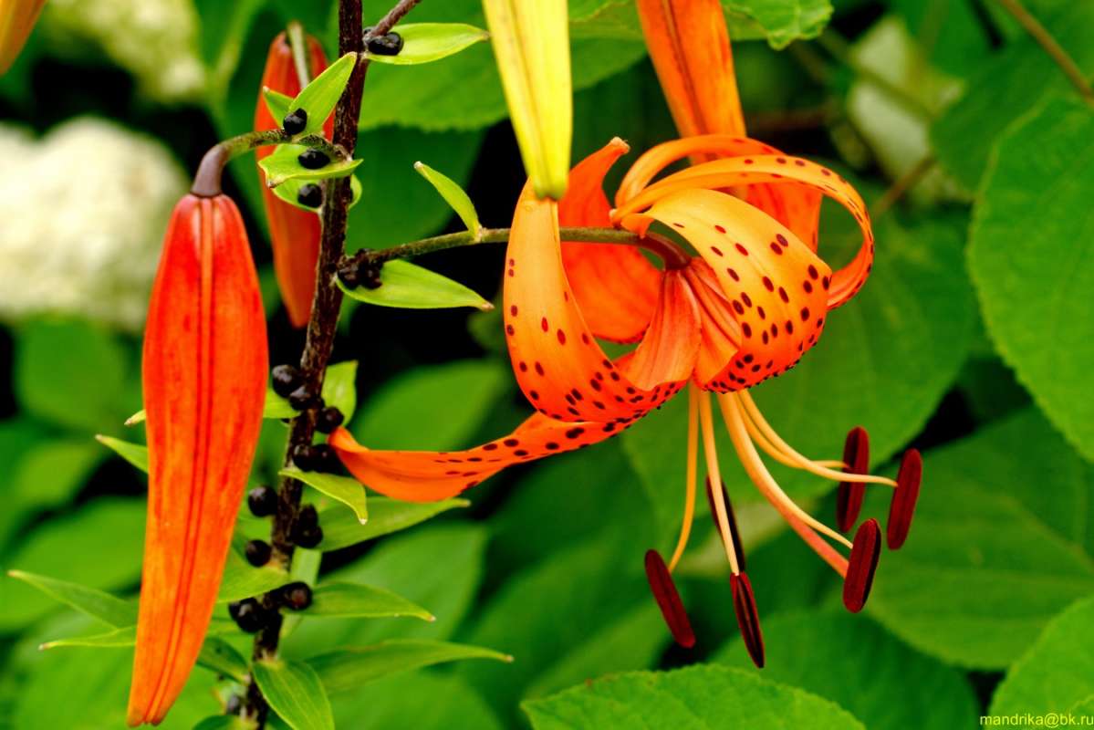 ��������. ����� Aleksandr Mandrika �� PhotoGeek.ru #������ ��� �������