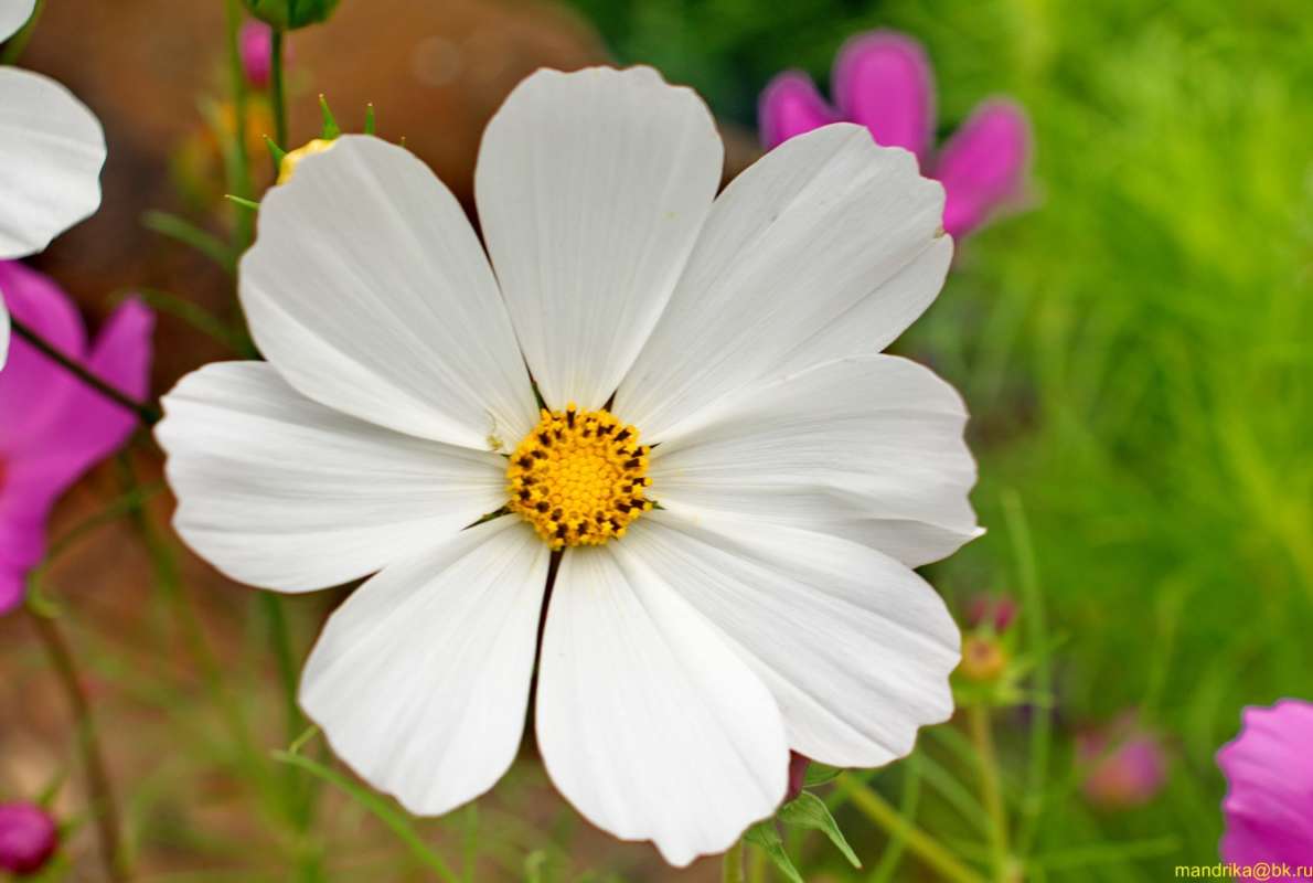 ������ ����� ����� Aleksandr Mandrika �� PhotoGeek.ru #������ ��� �������