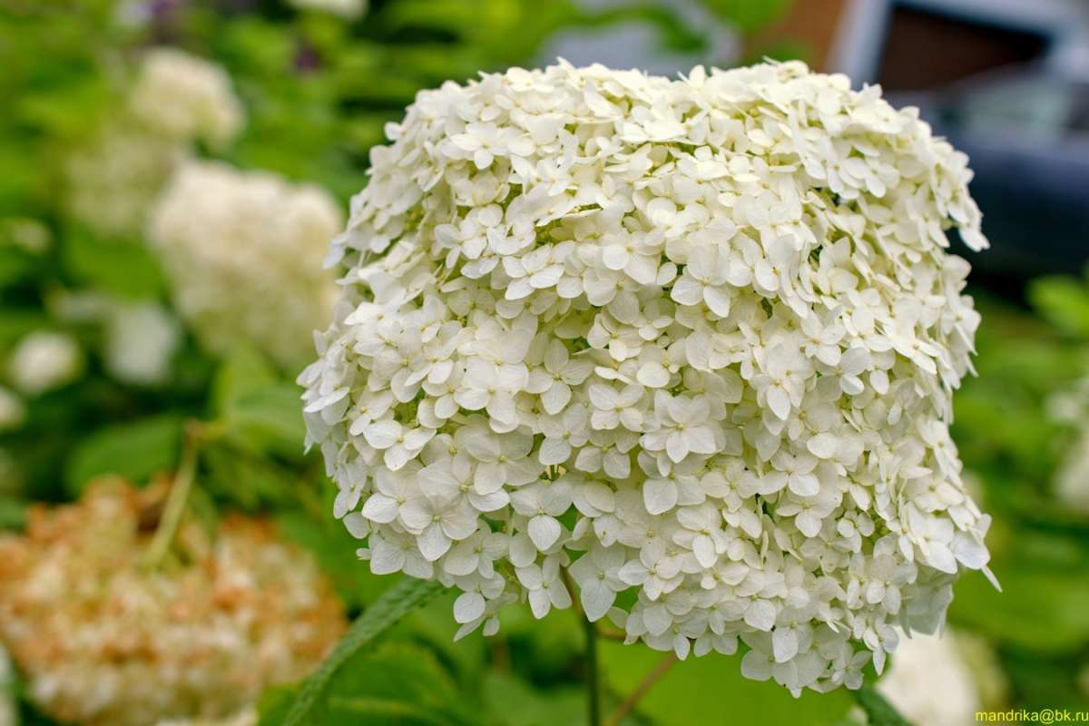 ��������� ����� Aleksandr Mandrika �� PhotoGeek.ru #������ ��� �������