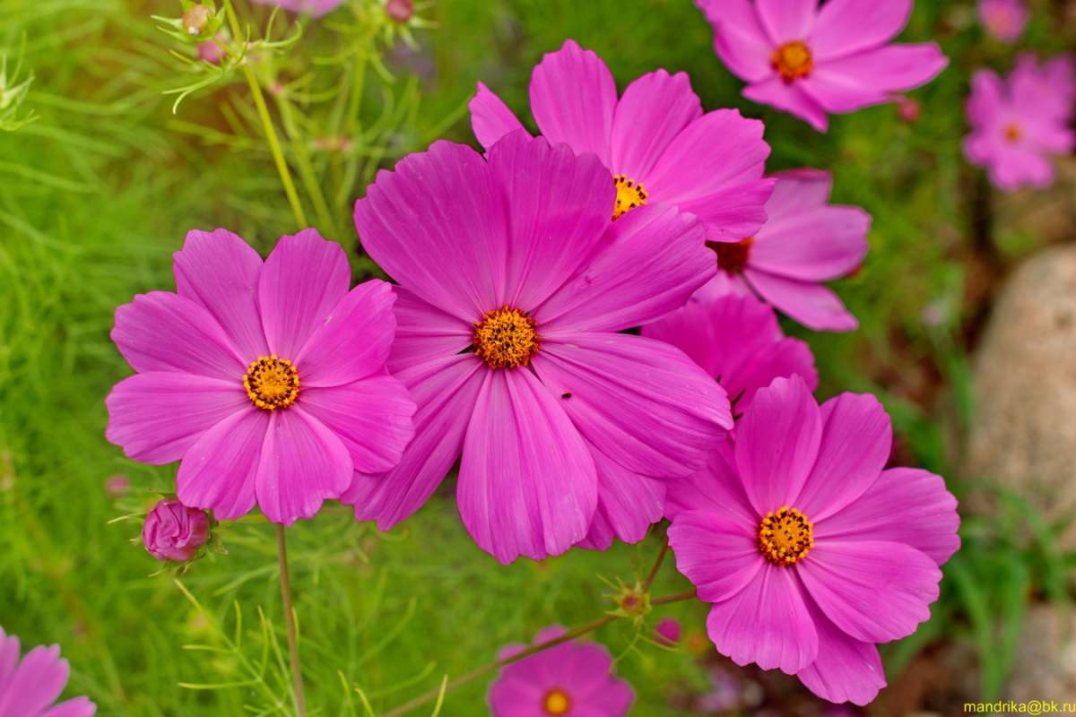 ����� �� ������ (1) ����� Aleksandr Mandrika �� PhotoGeek.ru #������ ��� �������