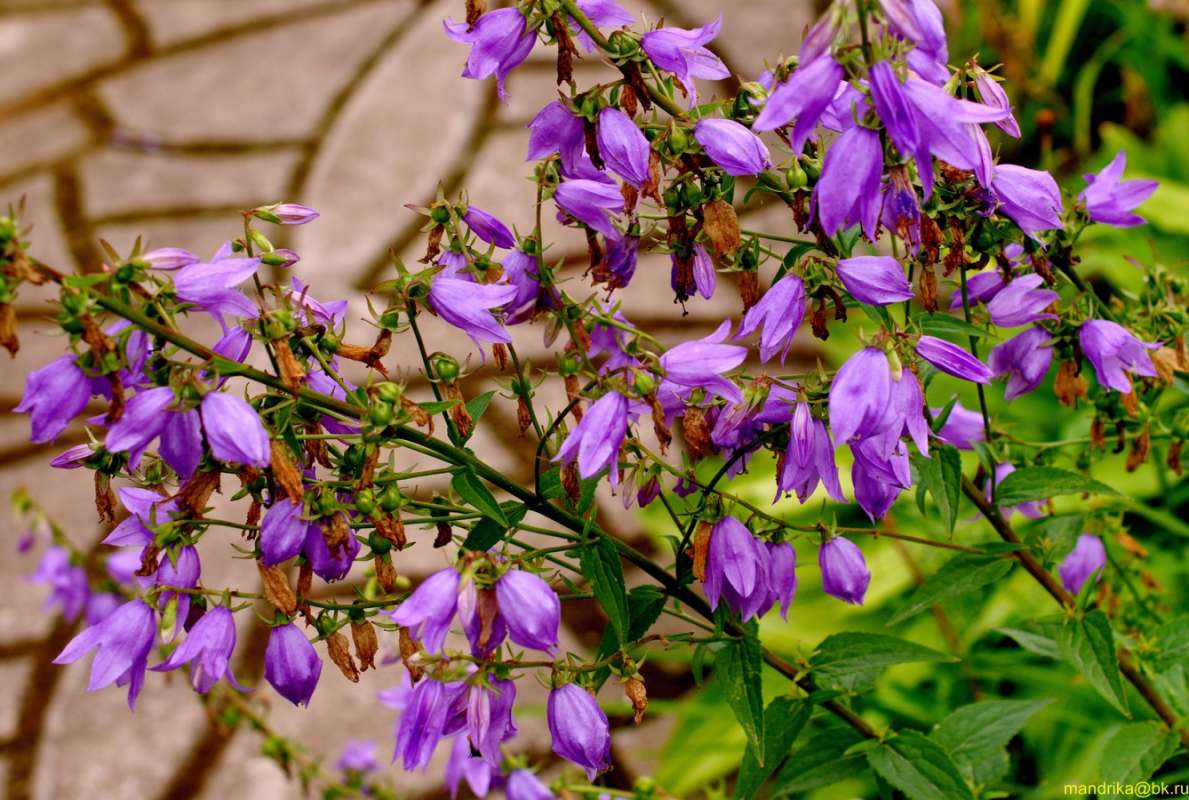 ����� �� ������ (2) ����� Aleksandr Mandrika �� PhotoGeek.ru #������ ��� �������