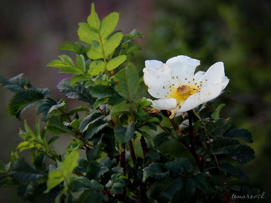 ����� �������� ����� ����� ����������� �� PhotoGeek.ru #������ ��� �������