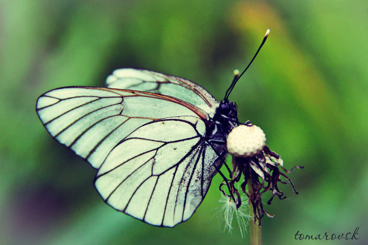 ... ����� ����� ����������� �� PhotoGeek.ru #����� #������ ��� ������� #���������