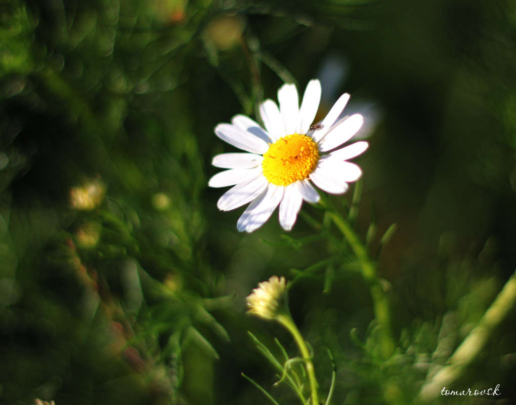 �������� �������... ����� ����� ����������� �� PhotoGeek.ru #������ ��� �������