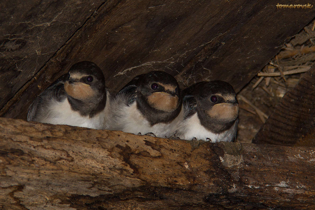 ������ �������� ����� ����� ����������� �� PhotoGeek.ru #�������� ��� #����� ��� ��� ���������