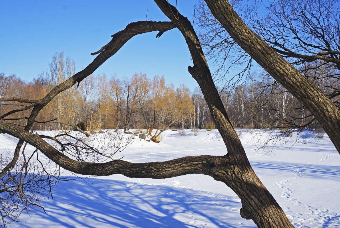 Пруд зимой автор Елена Иванова на PhotoGeek.ru #Пейзаж или природа #Зарисовки