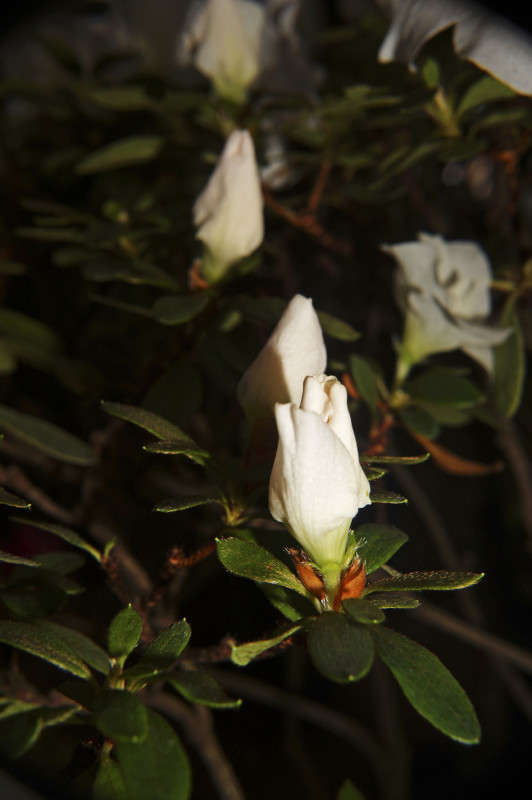 Белая азалия бутоны автор Елена Иванова на PhotoGeek.ru #Пейзаж или природа #Живая растительность