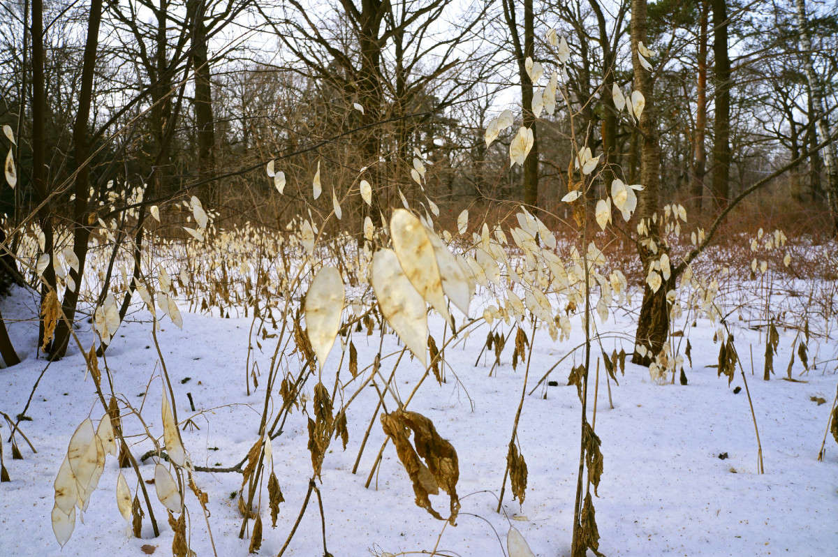 Поляна сухостоя автор Елена Иванова на PhotoGeek.ru #Пейзаж или природа #Живая растительность