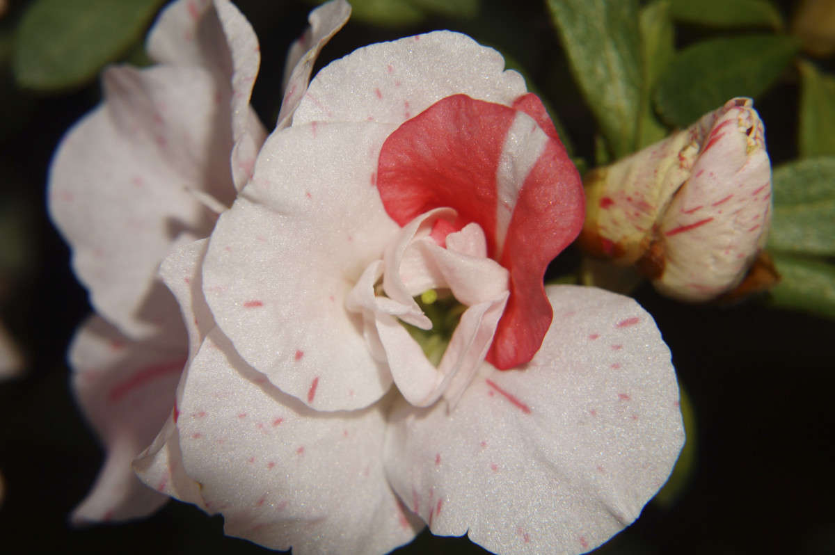 Азалия бело-розовая автор Елена Иванова на PhotoGeek.ru #Живая растительность