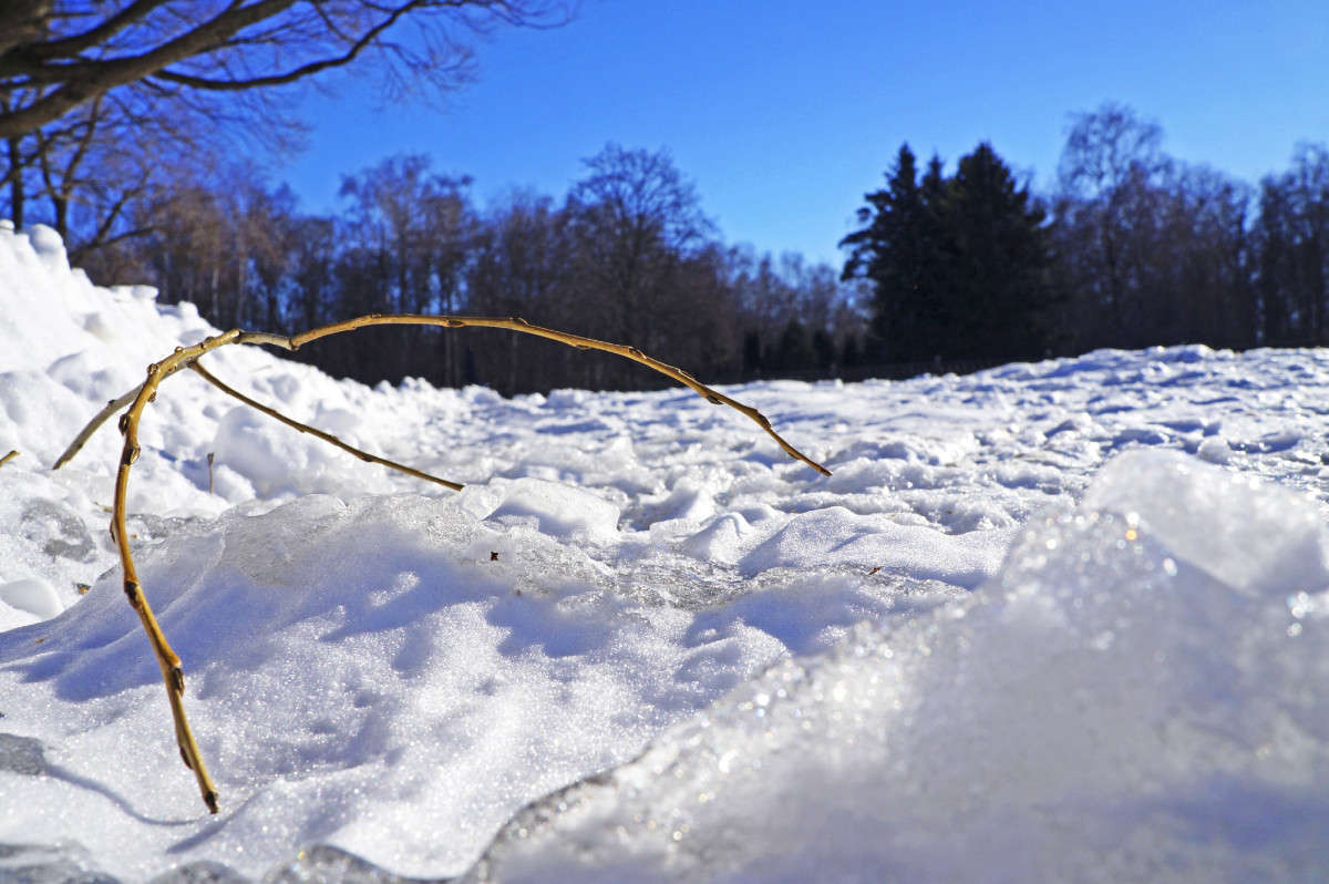 Снег и ветка автор Елена Иванова на PhotoGeek.ru #Пейзаж или природа #Зарисовки