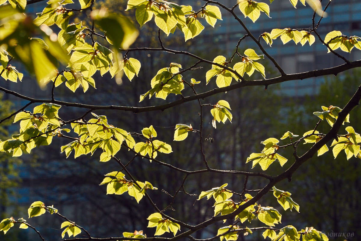 ���������� �������� ����� ���� ��������� �� PhotoGeek.ru #������ ��� ������� #��������