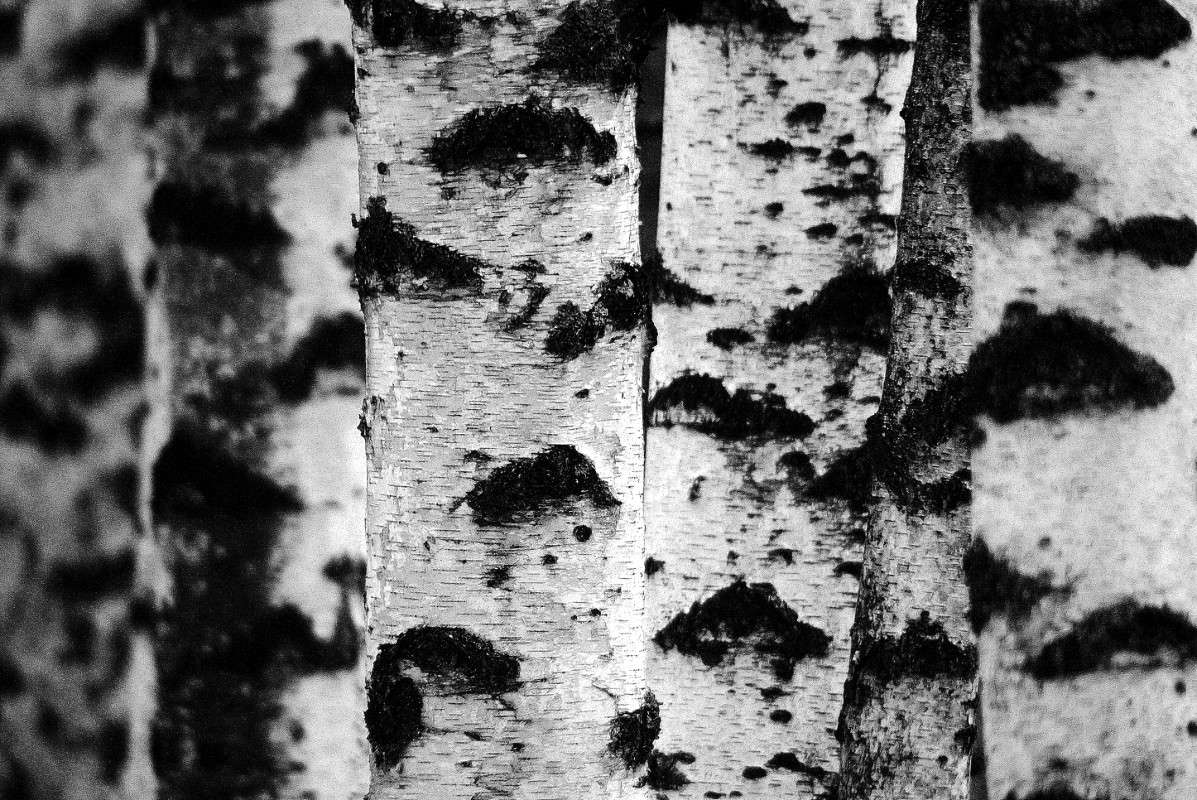 березовые/ОБЛАКА / березовые/ОБЛАКА / Фотография на PhotoGeek.ru