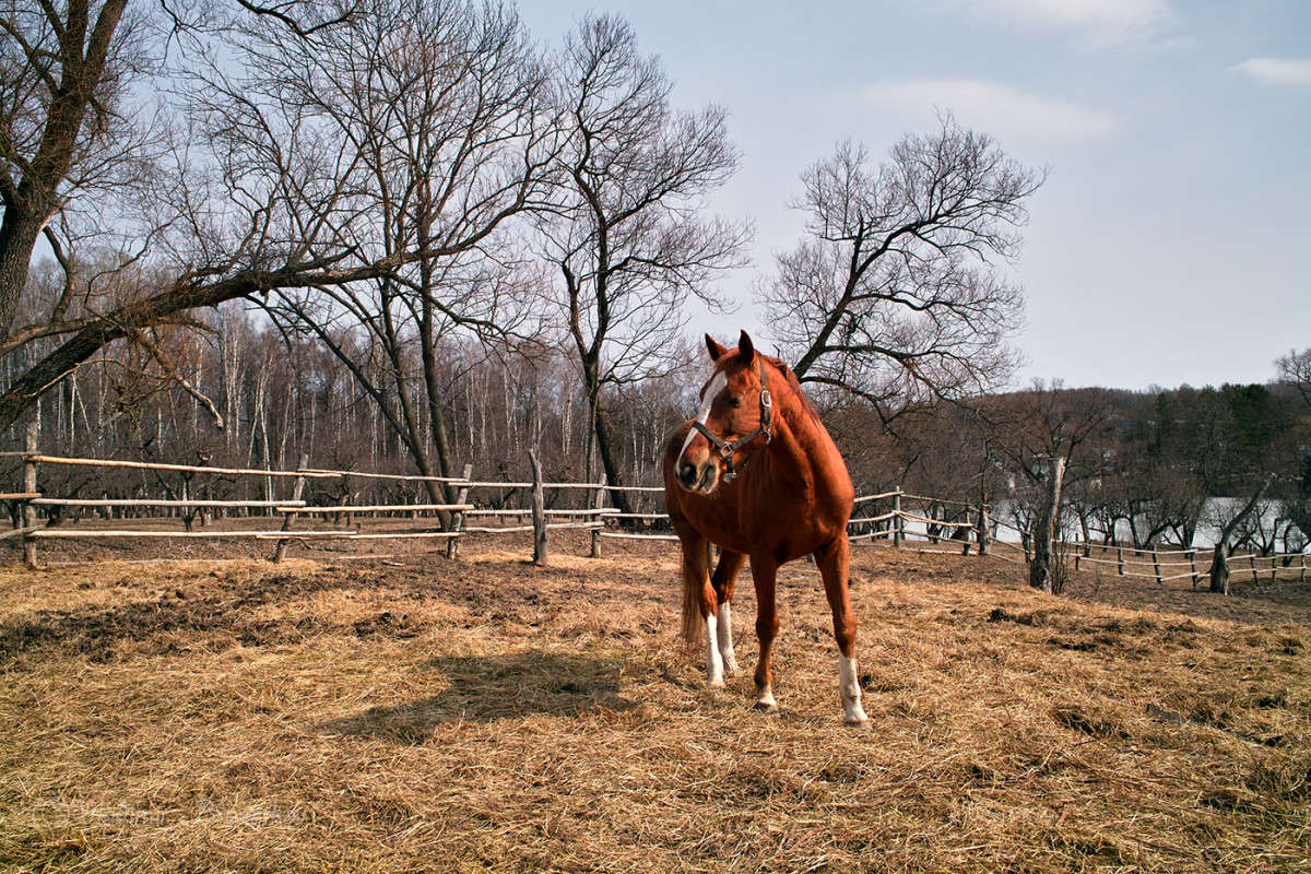 ����������........... ����� Vladimir Bronnikov �� PhotoGeek.ru #�������� ���
