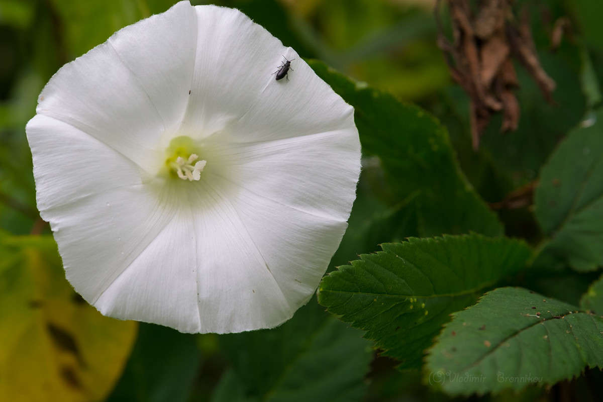 ���� ��� �� ����� ������............ ����� Vladimir Bronnikov �� PhotoGeek.ru #�����