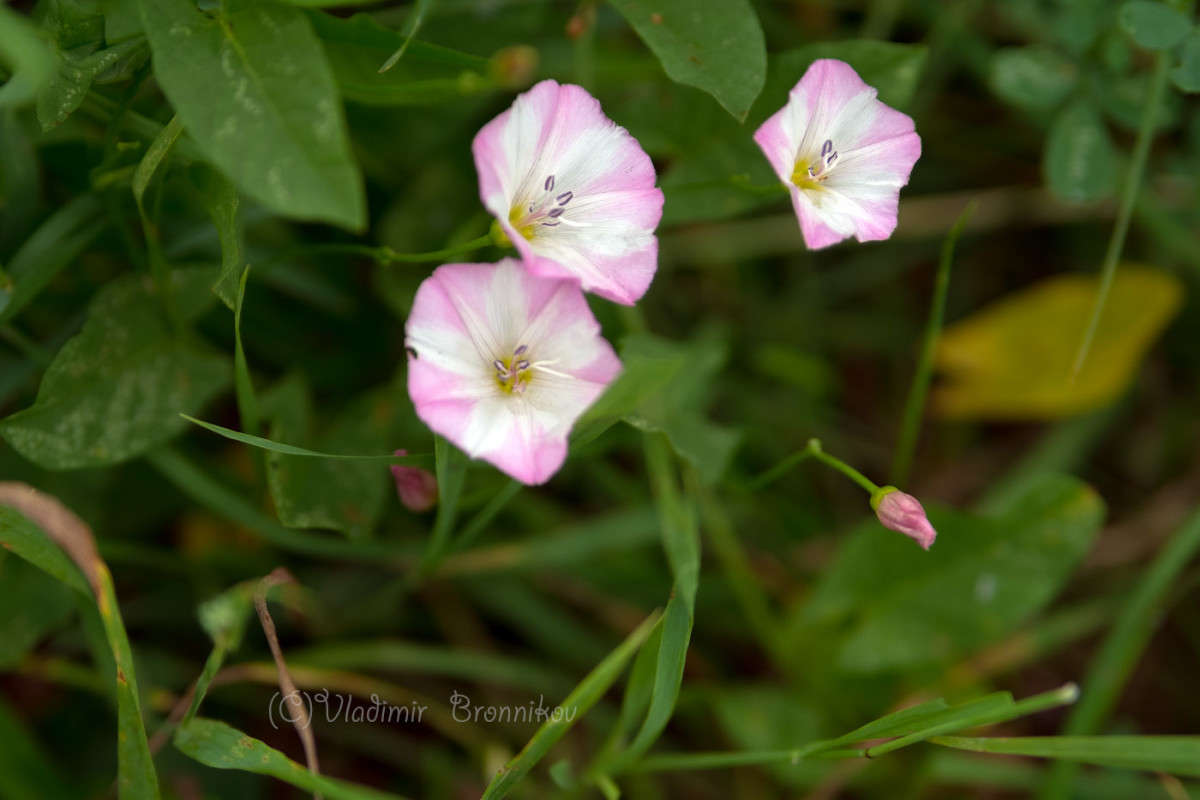 ���� ��� �� ����� ������............ ����� Vladimir Bronnikov �� PhotoGeek.ru #�����