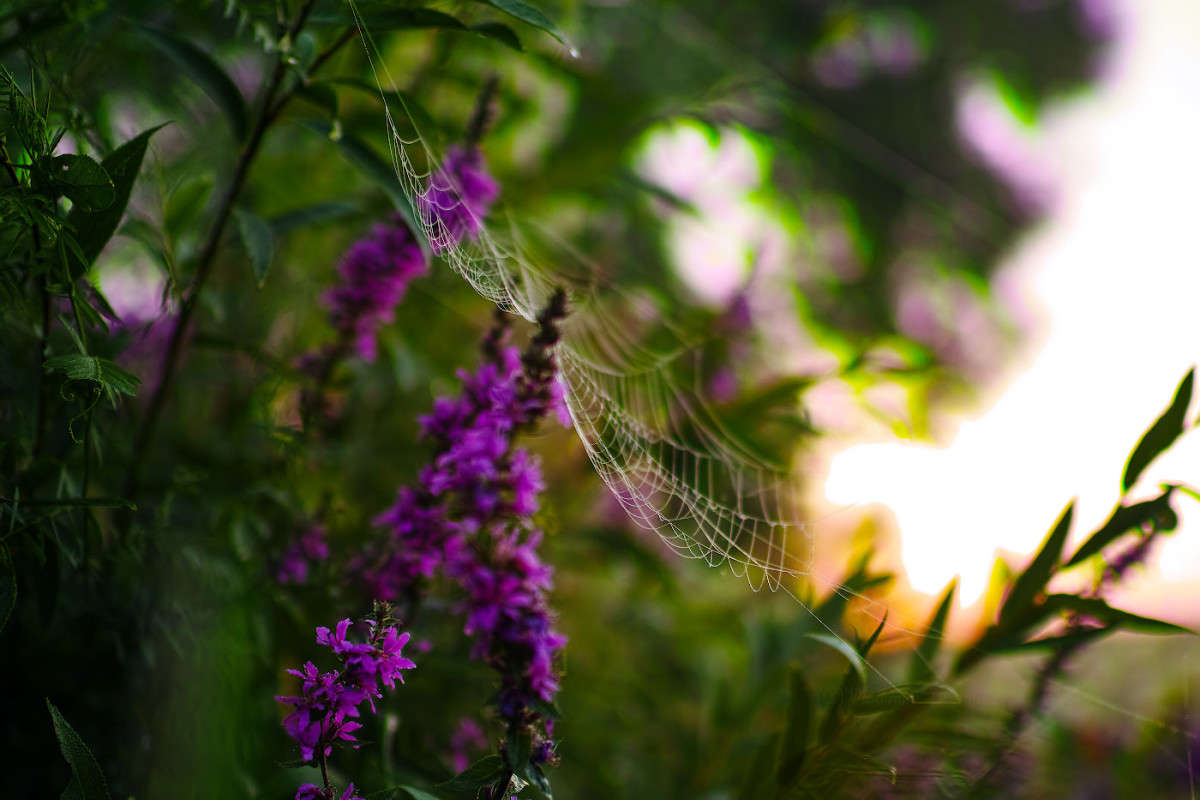 ���������� �������............ ����� Vladimir Bronnikov �� PhotoGeek.ru #������ ��� �������