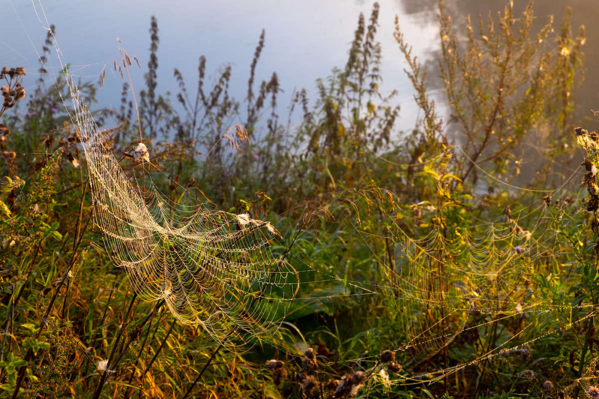 ���������� �������........ ����� Vladimir Bronnikov �� PhotoGeek.ru #�����