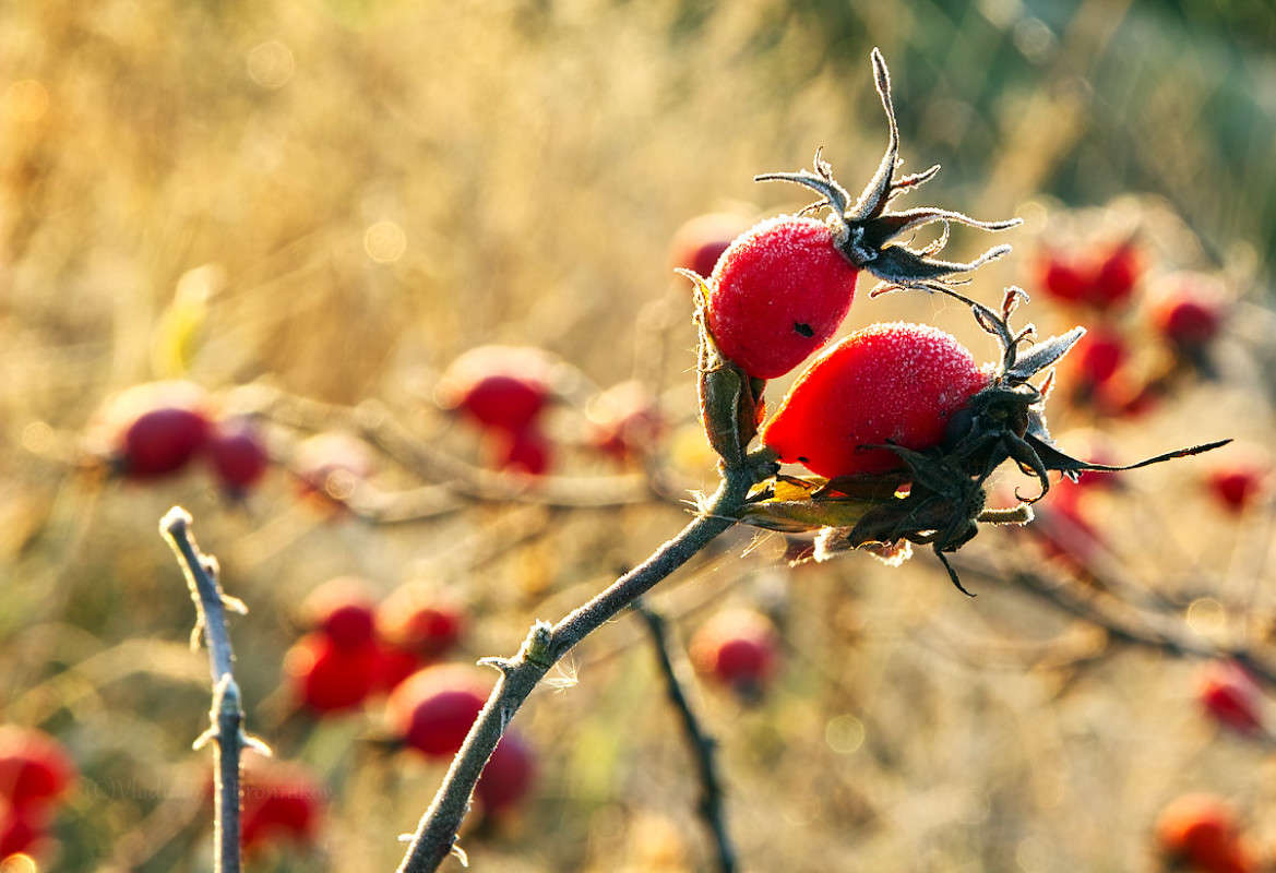 ������ ���������......(4.10.2015) ����� Vladimir Bronnikov �� PhotoGeek.ru #�����
