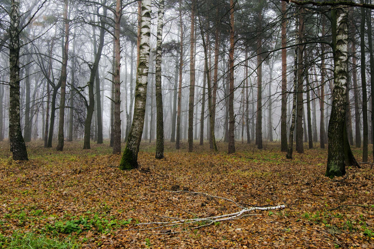 �������� ���� � �����....... ����� Vladimir Bronnikov �� PhotoGeek.ru #������ ��� �������