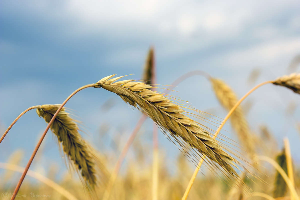 ��������! ����� Vladimir Bronnikov �� PhotoGeek.ru #�����