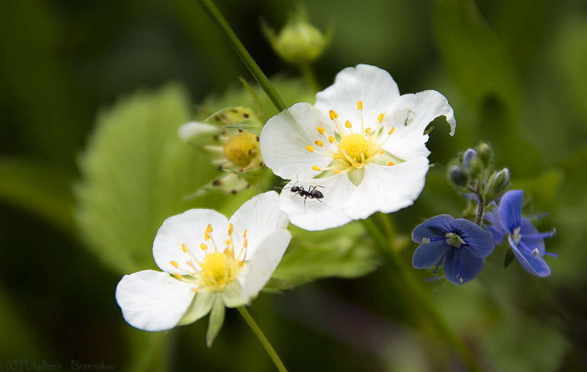 ������� �� �������! ����� Vladimir Bronnikov �� PhotoGeek.ru #�����