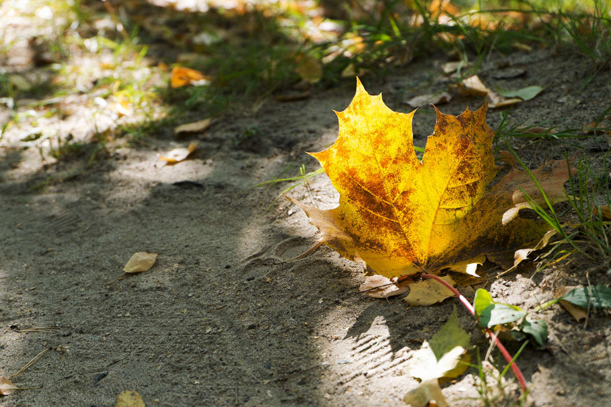 ������� �������� ��������! ����� Vladimir Bronnikov �� PhotoGeek.ru #������ ��� �������