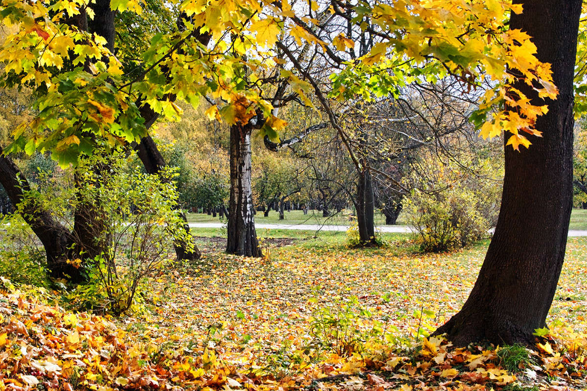 ������ ����� ����� Vladimir Bronnikov �� PhotoGeek.ru #������ ��� �������