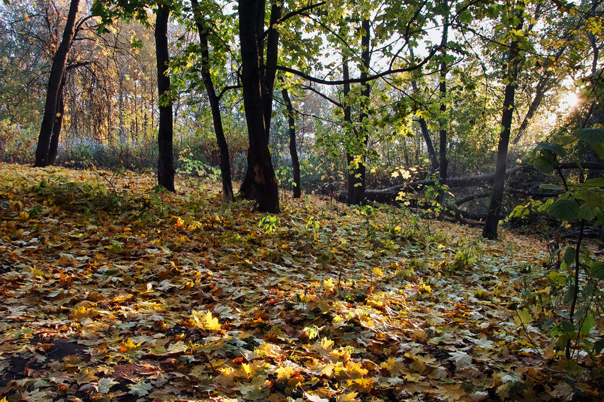 ������� ����! ����� Vladimir Bronnikov �� PhotoGeek.ru #������ ��� �������