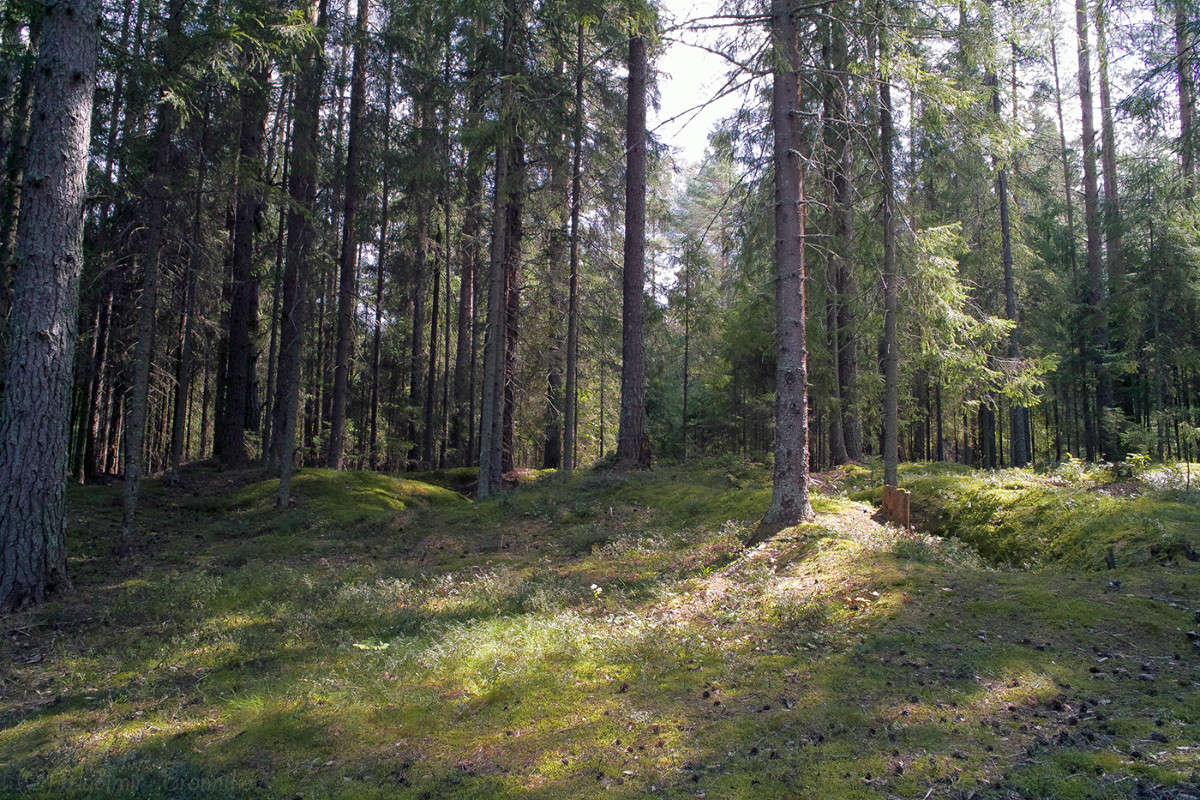 ����-�������� ���............... ����� Vladimir Bronnikov �� PhotoGeek.ru #������ ��� �������