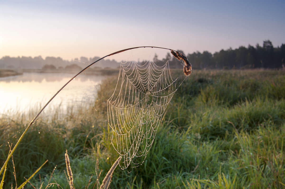 ���� �� ������............... ����� Vladimir Bronnikov �� PhotoGeek.ru #�����