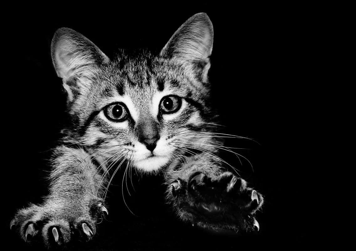 black ����� ���� ����������� �� PhotoGeek.ru #�������� ���