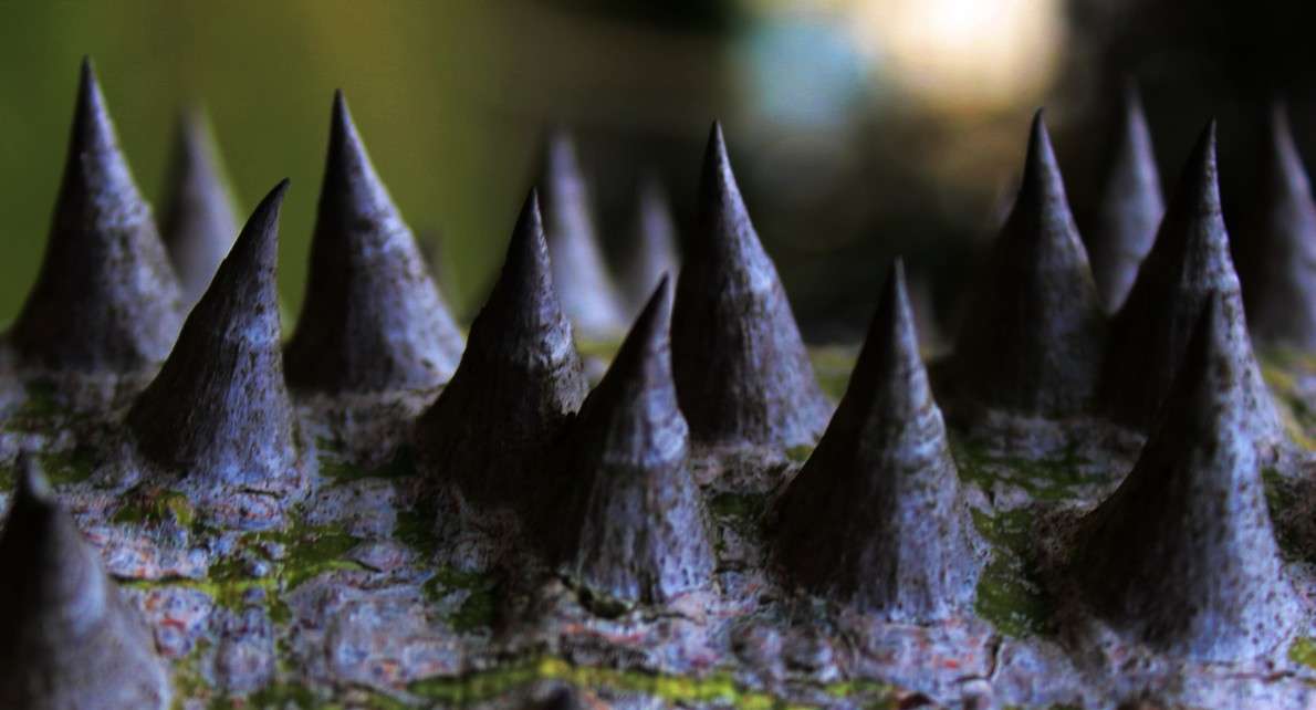 Macroscapes ����� Dmitry  �� PhotoGeek.ru #����� #���������� #����� ��������������