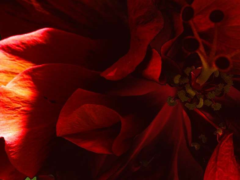 Flower Power ����� Dmitry  �� PhotoGeek.ru #����� #���������� #���-����������� #����� ��������������